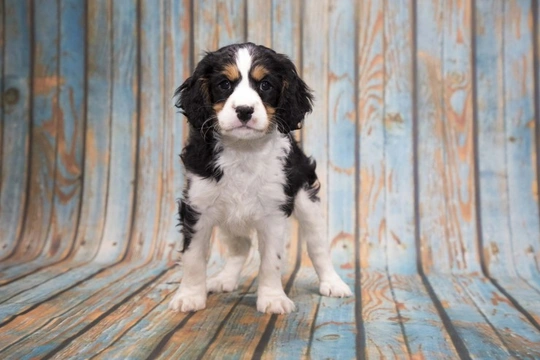 Cavapoo looks sale more like cavalier