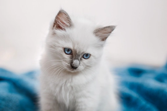 Miniature store ragdoll cat