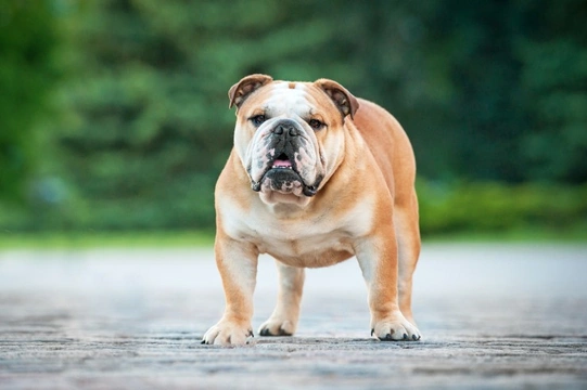 Patellar luxation in dogs