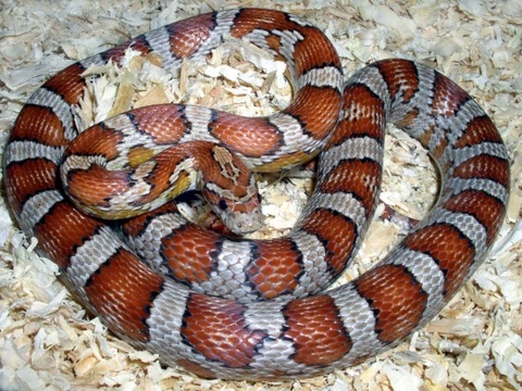 10 Ways to Keep Your Corn Snake Happy