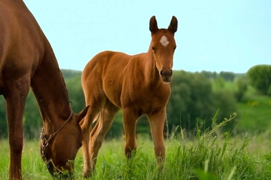 Understanding Equine Grass Sickness
