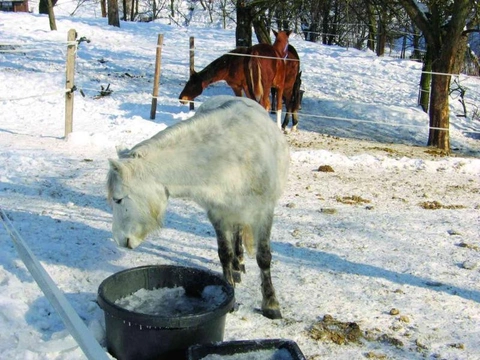 Věčný problém: koně, voda a zima