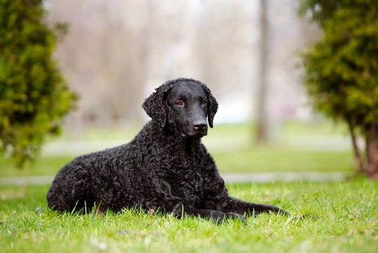 Glycogen storage disease (GSD IIIa) DNA Testing for the Curly Coated Retriever Dog Breed