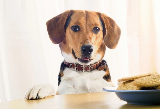 Why are dogs so food obsessed?