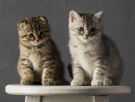 Should You Get a Male or a Female Kitten?