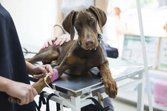5 ways to raise funds for your dog’s veterinary care when you can’t afford it