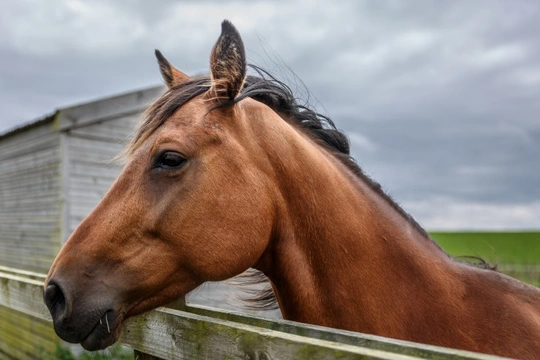 What you need to know about Equine Influenza