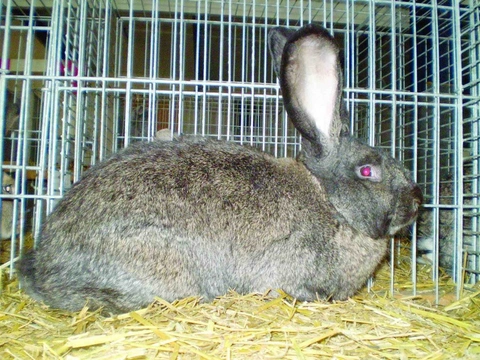 Péče o zakrslého králíka rady  a tipy od chovatele a posuzovatele