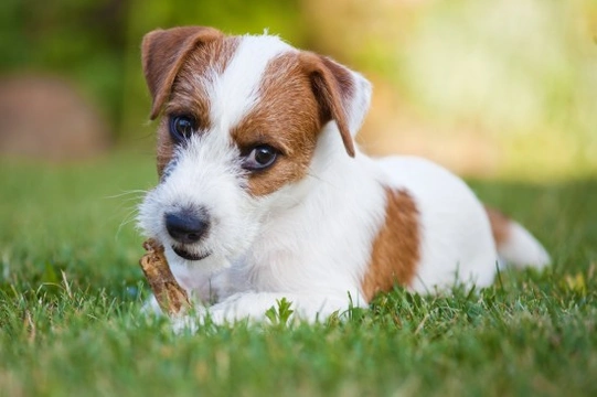 Jack russell having store seizures