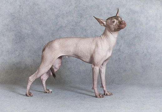 Miniature best sale hairless dog