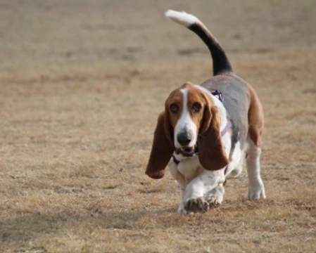 Cuccioli di Basset Hound: Prezzo, Carattere e dove trovarli in Regalo