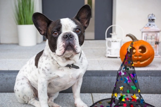 How to handle your nervous or territorial dog when people come trick or treating