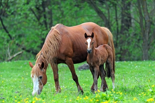 Do Horses Inherit Character Traits?