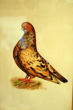 Anglický krátkozobý rejdič – nejznámější holubi 34