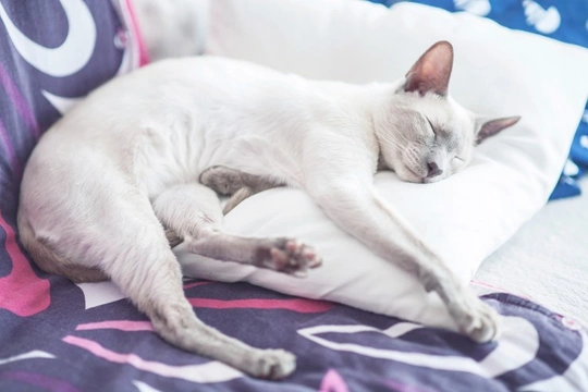 Should you let your cat share your bed?