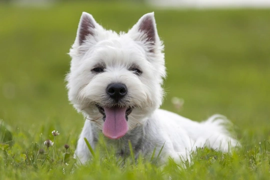 Are West Highland Terriers good with children?