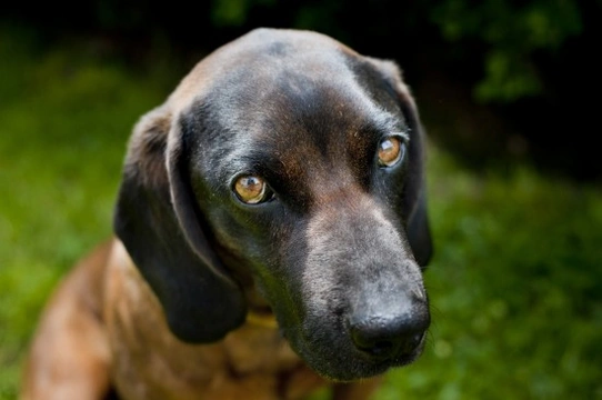 Health Issues More Commonly Seen in the Bavarian Mountain Hound