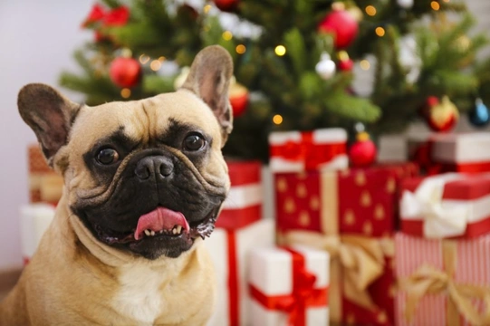 Eight things you might not know about veterinary provision for dogs and other pets on Christmas day