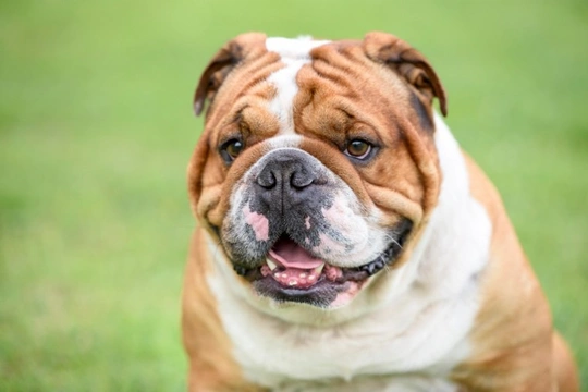 Five more frequently asked questions about BOAS or brachycephalic ...