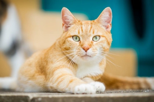 3 Common Cat Ailments and How to Deal With Them