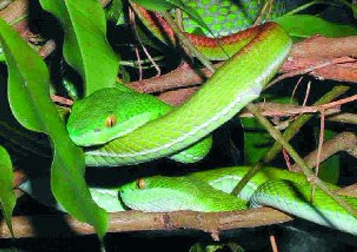 Chřestýšovci – hadí klenoty dálné Asie