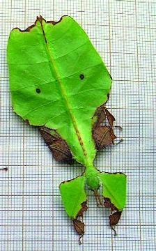 Lupenitka obrovská – Phyllium giganteum