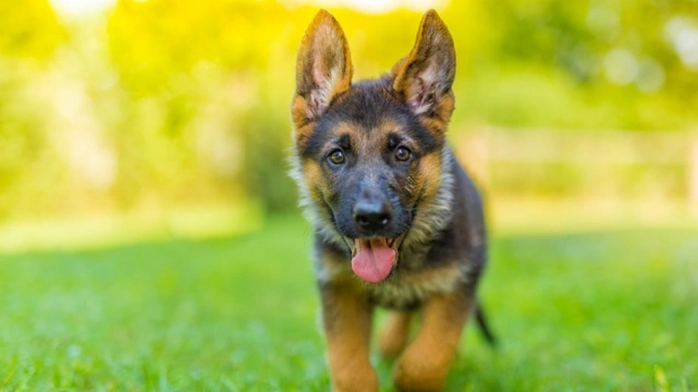 Ten things you need to know about the German shepherd before you buy one