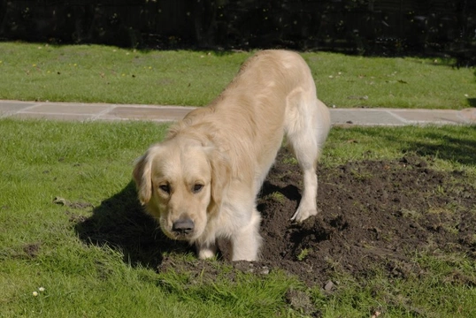 Why Does My Dog Insist on Digging their Way Out of the Garden?