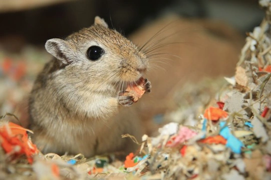 What you can expect from a Gerbil