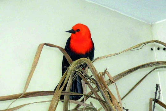 Vlhovec oranžohlavý – Amblyramphus Holosericeus