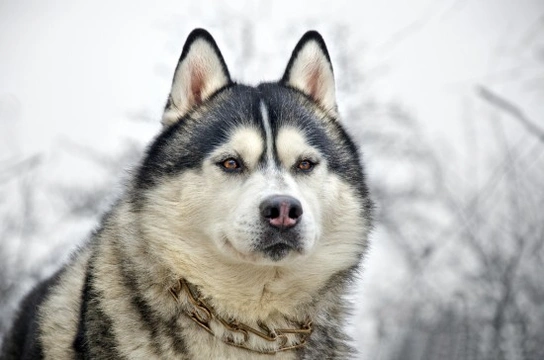 The Siberian Husky and its history with the Chukchi people