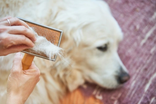 How to Minimise Your Dog's Shedding