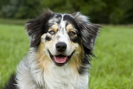 What makes some dogs have two different coloured eyes (Heterochromia iridis) ?
