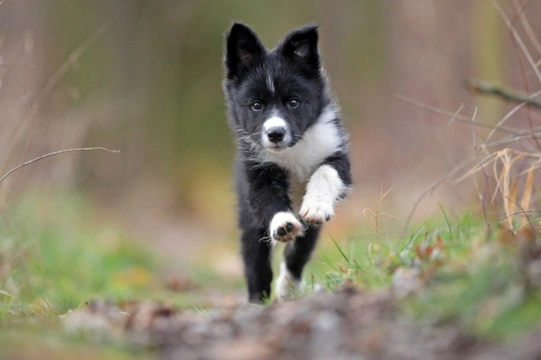 Things to Consider Before Getting A Border Collie