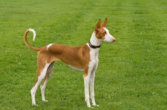 Ibizan hound hereditary health and longevity