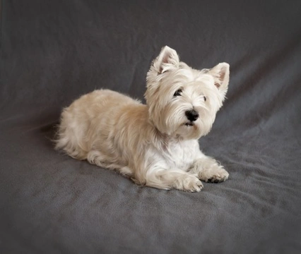 Hot or not - What dog breeds and types are changing in popularity in the UK?