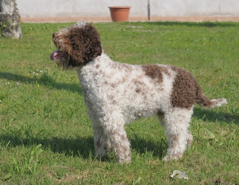 More information on the Lagotto Romagnolo dog breed