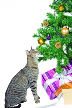 Jak si užít Vánoce a silvestra s kočkou