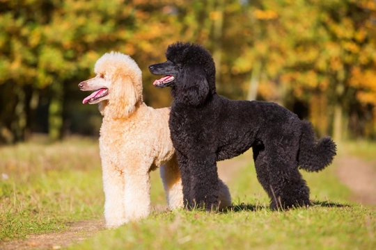 Is the poodle falling in popularity in the UK?