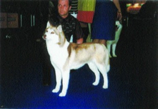 Sibiřský hasky - jen závodní pes?