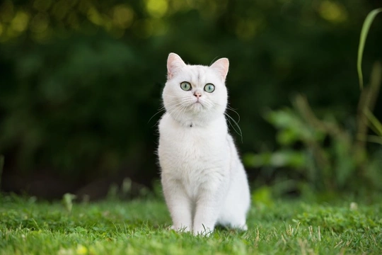 White Cats And Superstitions | Pets4Homes