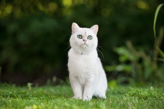 White cats and superstitions