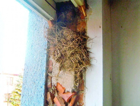 Hnízda v rámu okna