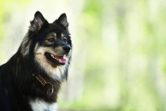 Pompe’s disease or glycogen storage disease type II DNA testing for the Finnish Lapphund