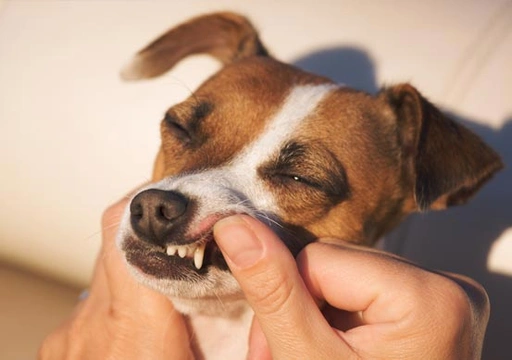 Waarom is de kleur van het tandvlees van een hond zo belangrijk?