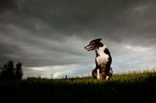 Thunder , lightening and pets