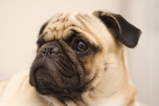 Symptoms of best sale brachycephalic syndrome