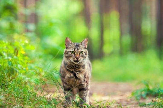 Homing Ability in Cats