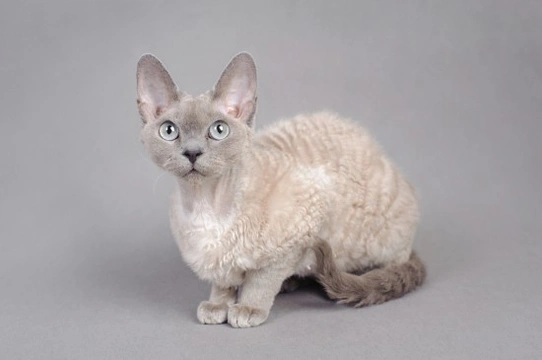 10 Lovely Curly, Wavy & Long Coated Cat Breeds