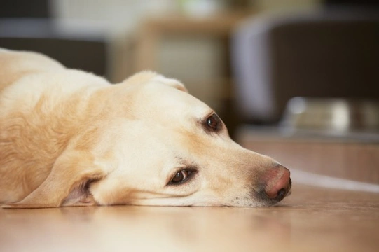 Subtle symptoms of ill health in dogs